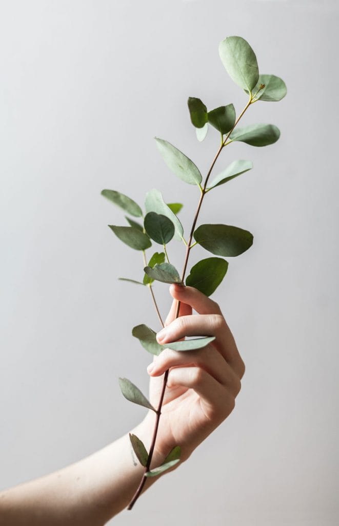 hand holding eucalyptus plant