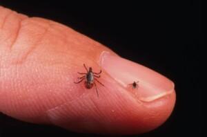 Lyme Disease Co-Infections Overview