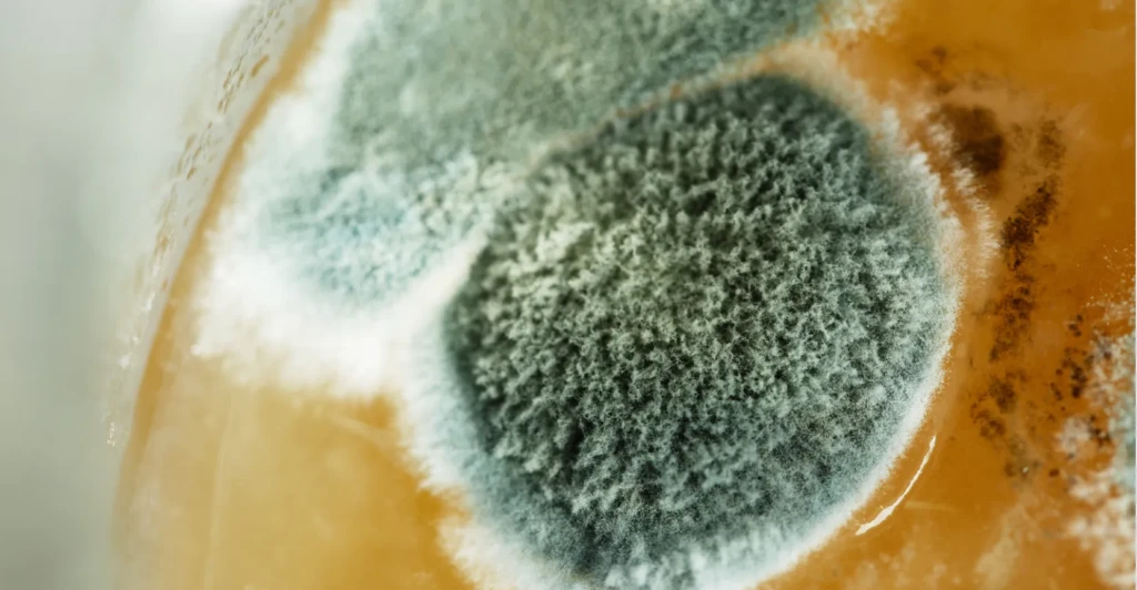 Screenshot-2024-04-05-at-70316 AM