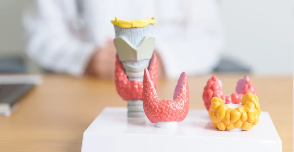 An anatomical model of the thyroid gland and larynx on a desk.