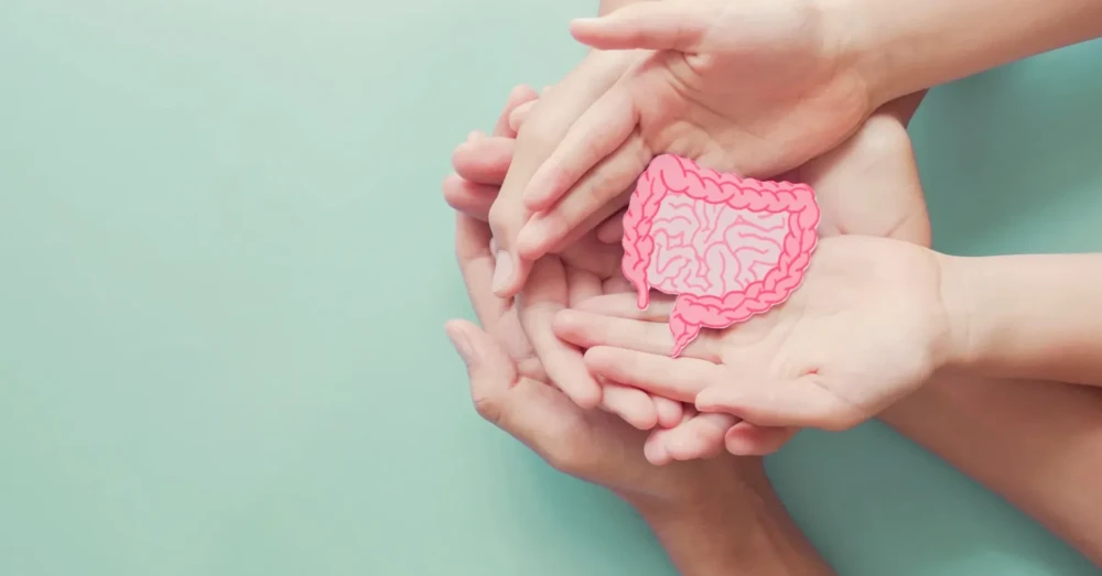Hands holding a paper illustration of the digestive system, symbolizing gut health and microbiome support.